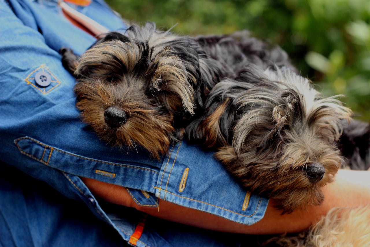 Adorable Yorkshire Terrier puppies comfortably resting in someone's arm, showcasing their fluffy fur.