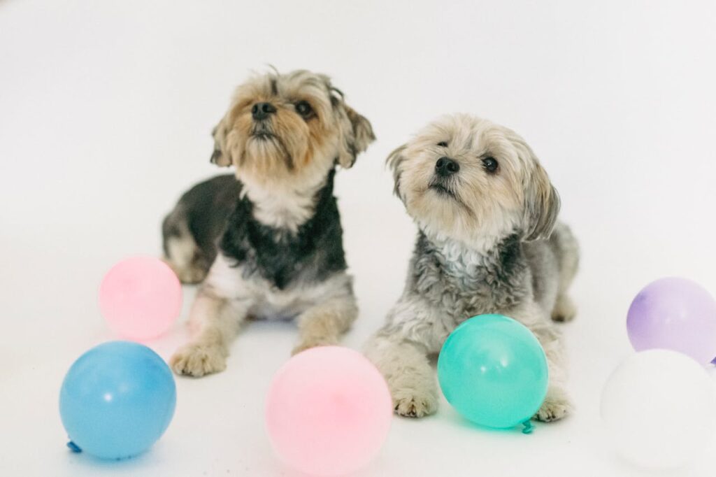 Two cute puppies lie on a white background surrounded by colorful balloons, creating a playful scene.